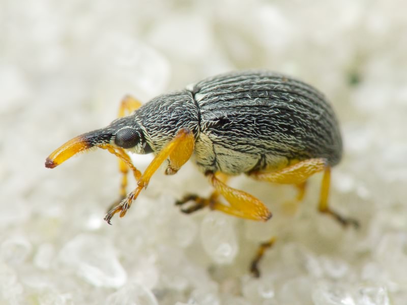 Pseudapion fulvirostre (Gyllenhal, 1833)